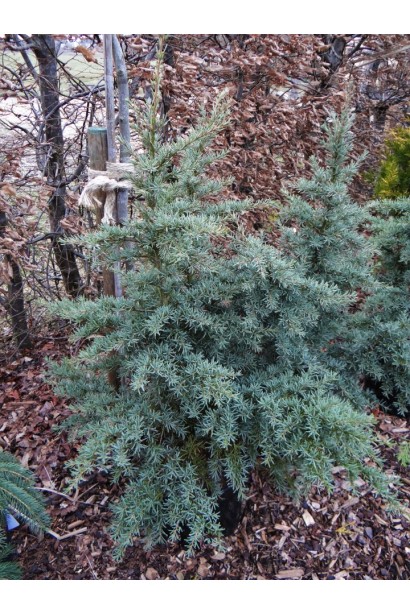 Tsuga ’Glauca’